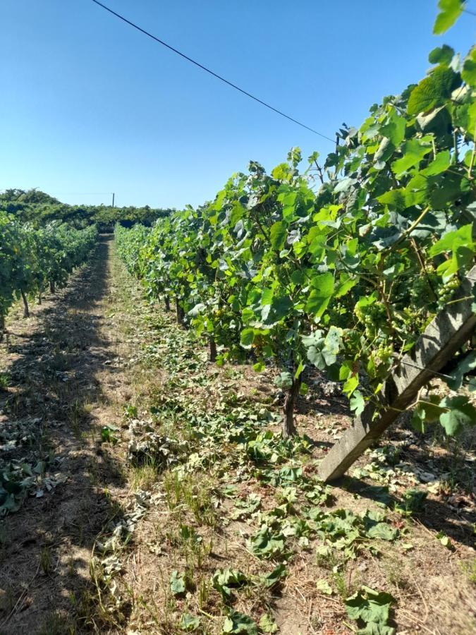 Quinta Do Silva Villa Celorico De Basto Kültér fotó